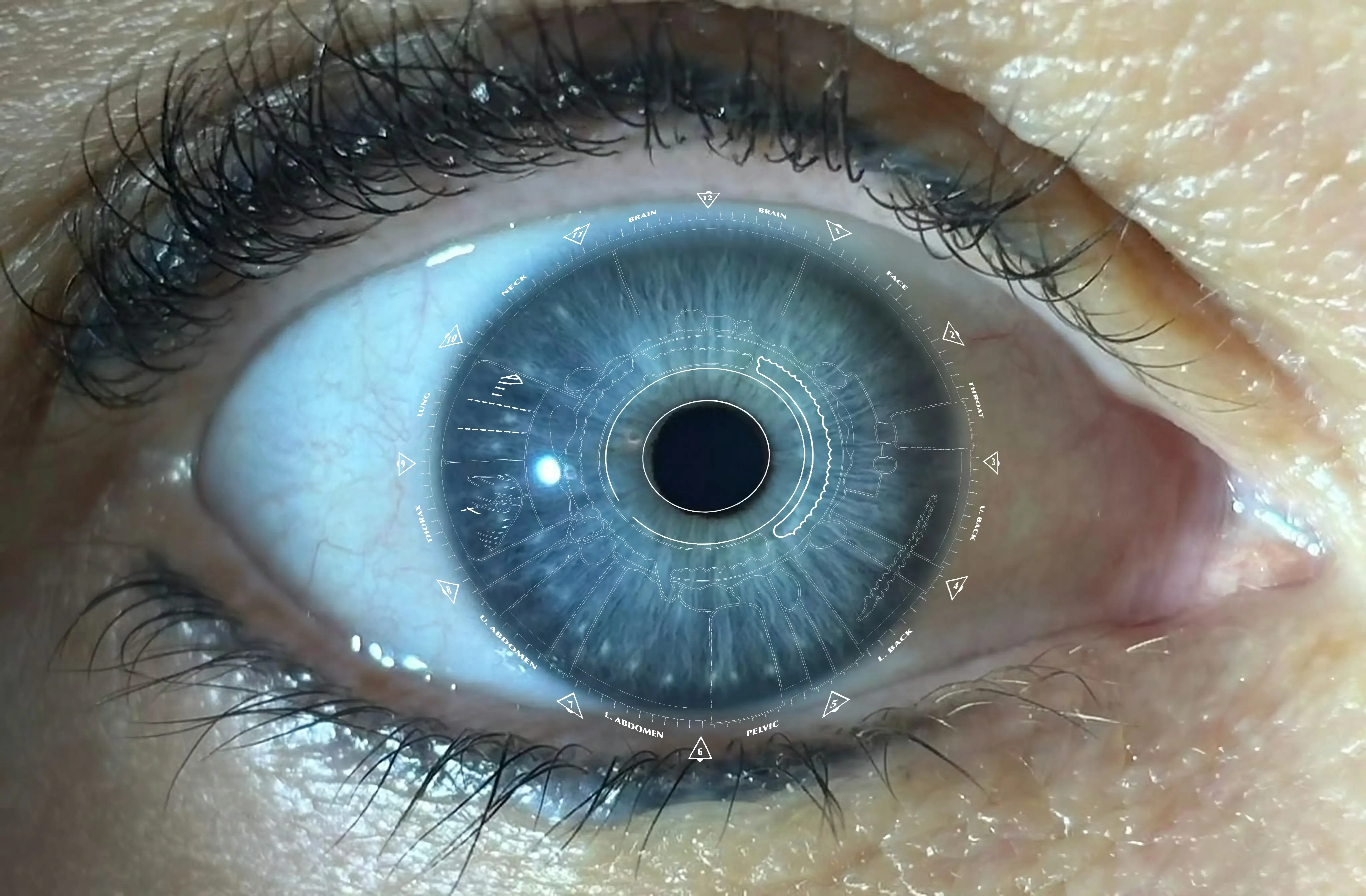Iridology iris reading chart mapping organs and body systems